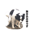 雑種犬 じろまる（個別スタンプ：10）