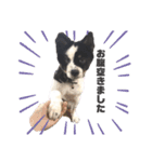 雑種犬 じろまる（個別スタンプ：11）
