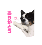 雑種犬 じろまる（個別スタンプ：12）