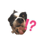 雑種犬 じろまる（個別スタンプ：14）