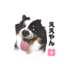 雑種犬 じろまる（個別スタンプ：15）