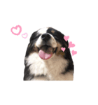 雑種犬 じろまる（個別スタンプ：16）