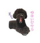 黒プーviviたん（個別スタンプ：1）