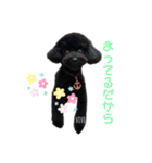 黒プーviviたん（個別スタンプ：3）