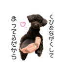 黒プーviviたん（個別スタンプ：6）