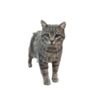 いぬちゃん、ねこちゃん（個別スタンプ：1）
