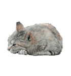 いぬちゃん、ねこちゃん（個別スタンプ：3）