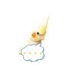オカメインコの紅丸（個別スタンプ：1）