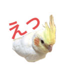 オカメインコの紅丸（個別スタンプ：3）