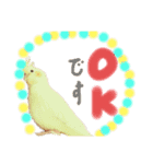 オカメインコの紅丸（個別スタンプ：4）