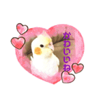オカメインコの紅丸（個別スタンプ：6）