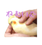 オカメインコの紅丸（個別スタンプ：7）