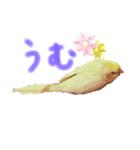 オカメインコの紅丸（個別スタンプ：8）