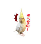 オカメインコの紅丸（個別スタンプ：9）