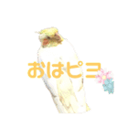 オカメインコの紅丸（個別スタンプ：12）