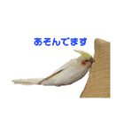 オカメインコの紅丸（個別スタンプ：13）