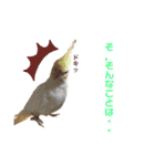 オカメインコの紅丸（個別スタンプ：14）