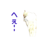 オカメインコの紅丸（個別スタンプ：15）