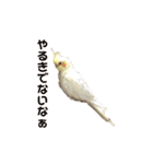 オカメインコの紅丸（個別スタンプ：16）