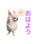うちの茶々丸くん（個別スタンプ：3）