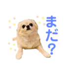 うちの茶々丸くん（個別スタンプ：6）