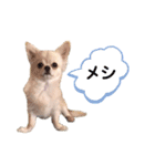 うちの茶々丸くん（個別スタンプ：8）