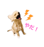 うちの茶々丸くん（個別スタンプ：10）