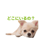 うちの茶々丸くん（個別スタンプ：11）