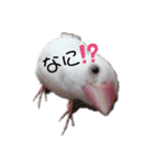 トイプードルと文鳥2（個別スタンプ：1）
