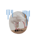 トイプードルと文鳥2（個別スタンプ：4）