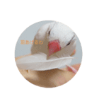 トイプードルと文鳥2（個別スタンプ：6）
