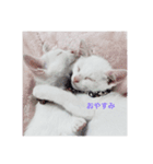猫スタンプにゃんにゃん（個別スタンプ：3）