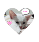 猫スタンプにゃんにゃん（個別スタンプ：5）