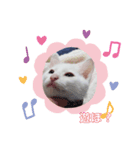 猫スタンプにゃんにゃん（個別スタンプ：6）