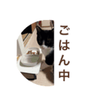 ハチワレ風太郎②（個別スタンプ：3）
