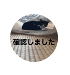 ハチワレ風太郎②（個別スタンプ：4）