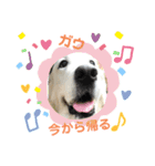 英ゴル♡ガウくん♡（個別スタンプ：12）