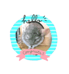 チンチラのナイトくん＋α（個別スタンプ：5）