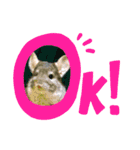 チンチラのナイトくん＋α（個別スタンプ：13）