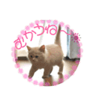 ロッキーfriends（個別スタンプ：1）