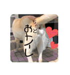 ロッキーfriends（個別スタンプ：2）