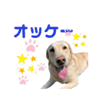 ロッキーfriends（個別スタンプ：6）