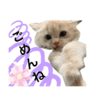 ロッキーfriends（個別スタンプ：10）