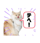 ロッキーfriends（個別スタンプ：16）