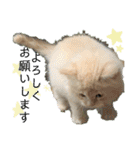 ロッキーfriends（個別スタンプ：17）