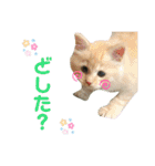 ロッキーfriends（個別スタンプ：20）