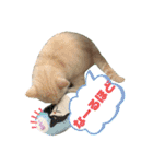 ロッキーfriends（個別スタンプ：23）