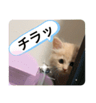 ロッキーfriends（個別スタンプ：32）