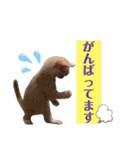 ロッキーfriends（個別スタンプ：33）
