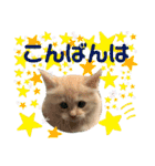 ロッキーfriends（個別スタンプ：38）